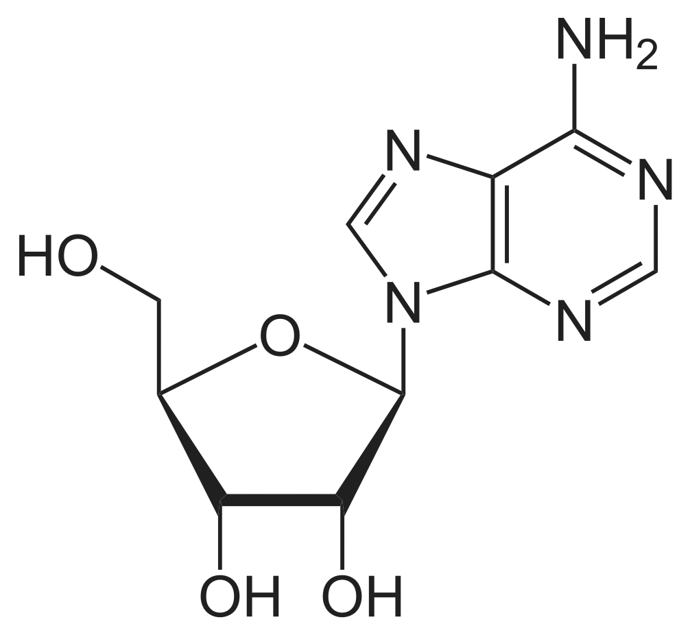 Аденозин — описание вещества, фармакология, применение, противопоказания,  формула