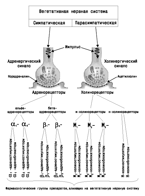 Схема холинергического синапса