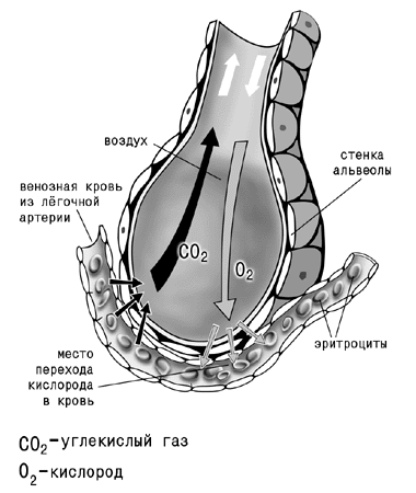 Процессы в легочных пузырьках