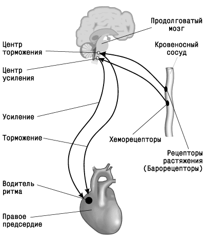 Схема регуляции сердечной деятельности