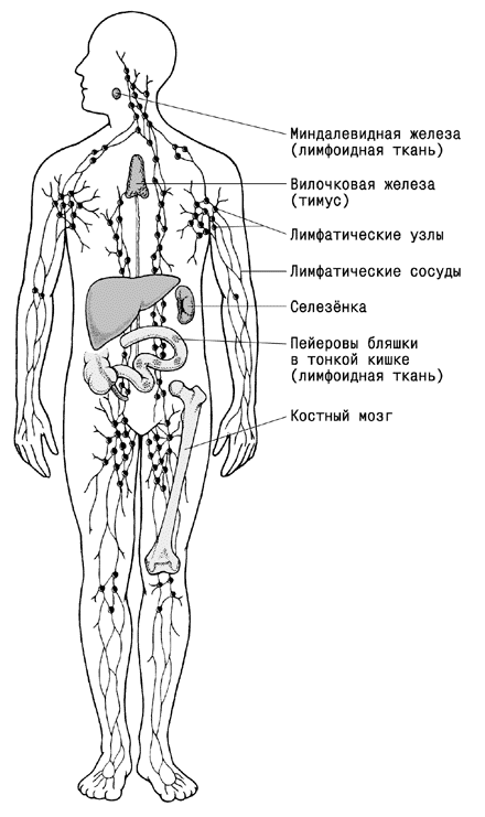 Простые и легкие раскраски. +95 легких и простых раскрасок