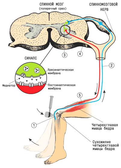 Строение рефлекторной дуги картинка