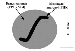 Схематическое изображение строения вируса гепатита А