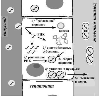 Репликация HAV в клетках печени