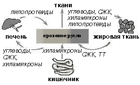 Участие печени в жировом обмене