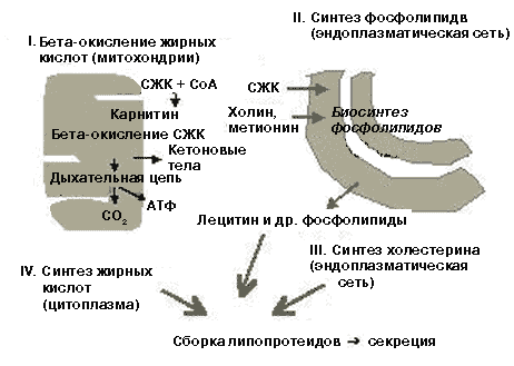 Основные этапы метаболизма липидов в гепатоците