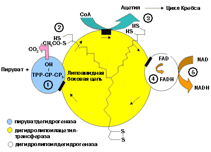 Структурно функциональная организация пируватдегидрогеназного комплекса схема