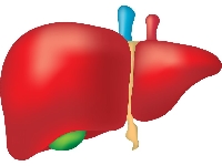 Фенофибрат: гепатотоксичность
