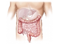 Постановление Правительства РФ №515