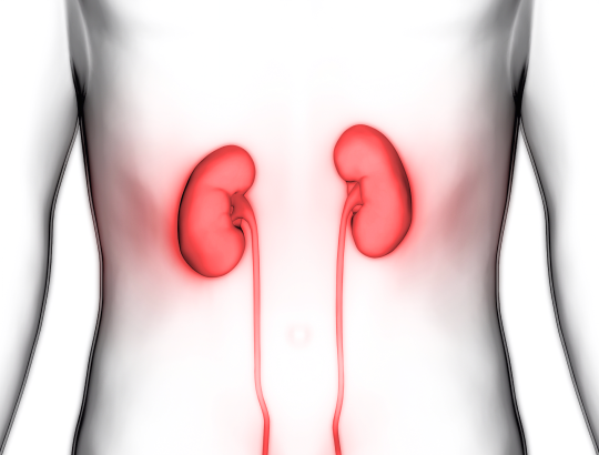 ИИ поможет эффективней выявлять пациентов с ХБП