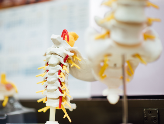 Онасемноген аберпавовек  — новое описание