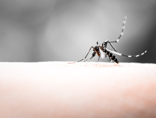 Гидроксихлорохин (противомалярийное средство): меры предосторожности