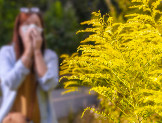 Лоратадин — новое описание