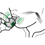 Способ применения и дозы Энерзейр Бризхалер®