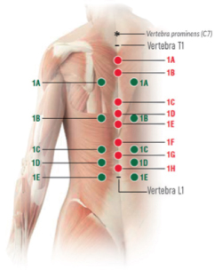 Способ применения и дозы ОСТЕОКОЛЛ® Плюс (OSTEOCOLL® Plus) Имплантат коллаген-содержащий