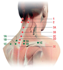 Способ применения и дозы ОСТЕОКОЛЛ® Плюс (OSTEOCOLL® Plus) Имплантат коллаген-содержащий